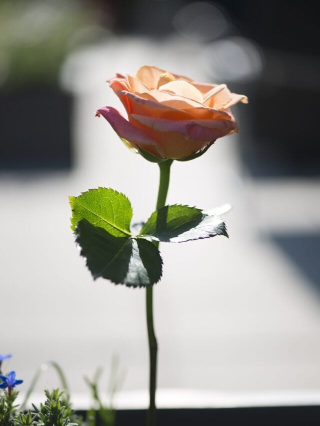 Love Hindi Shayari | Mohabbat Shayari Quotes Hindi
